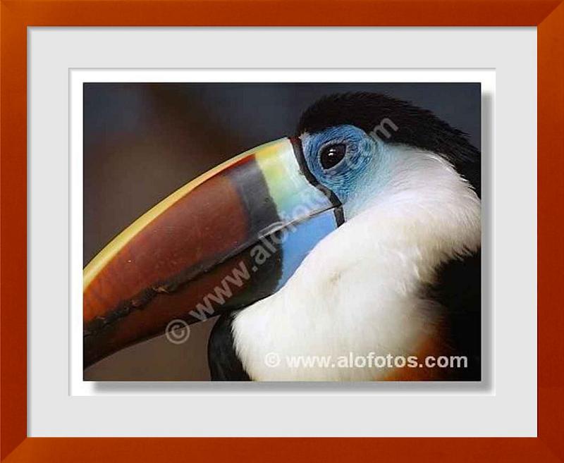 fotos de aves tropicales
