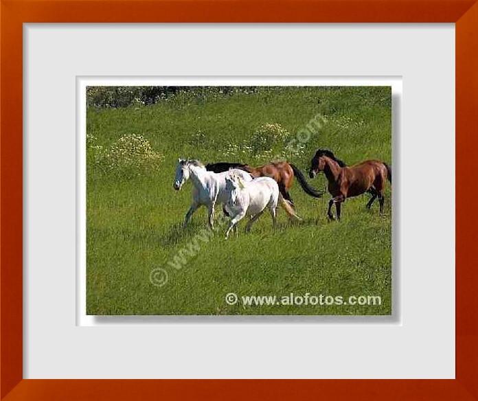 fotos de caballo blanco