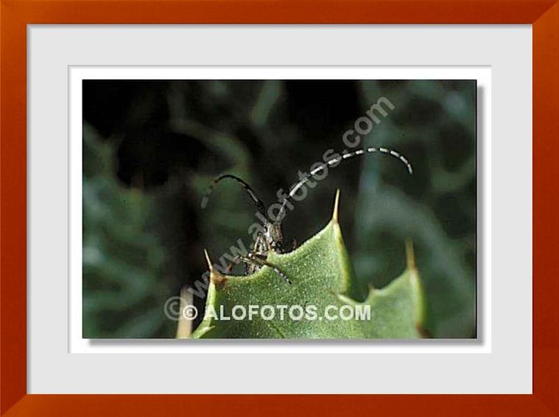 fotos de escarabajo longicorne