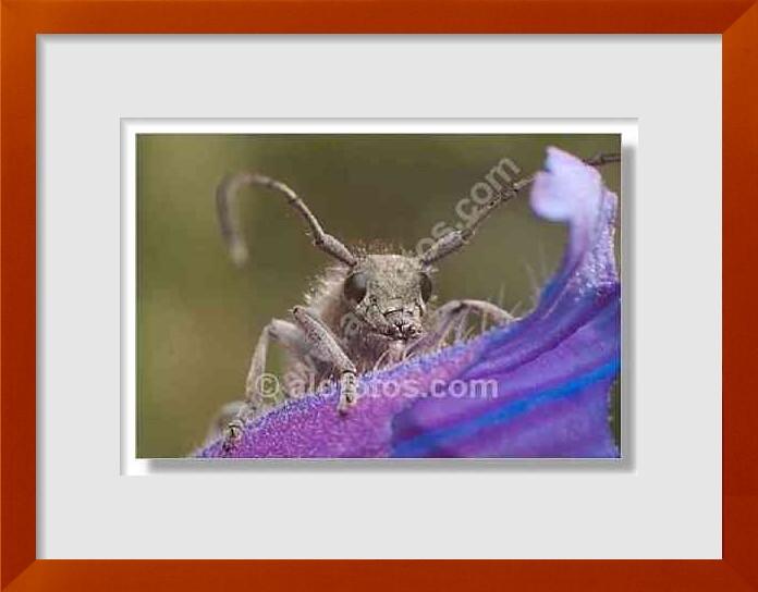 fotos de escarabajos longicornios