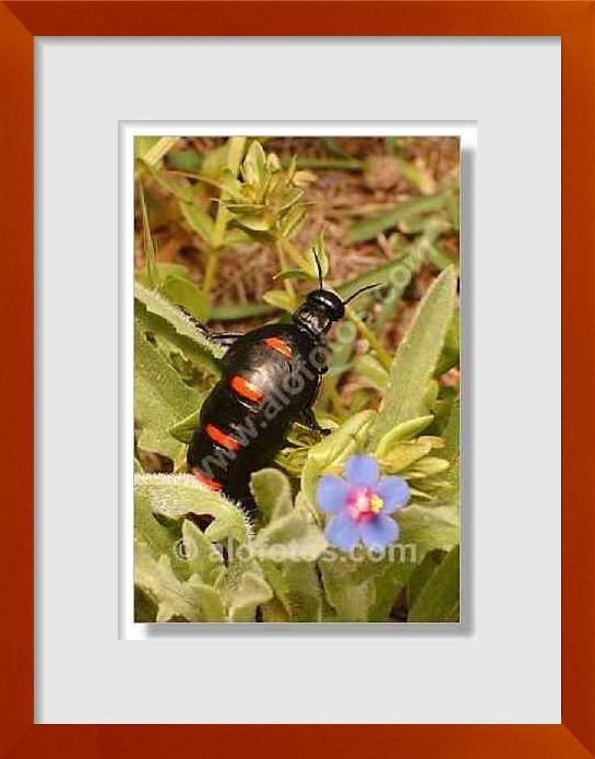 fotos de escarabajos negros