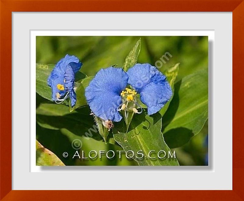 fotos de flor azul