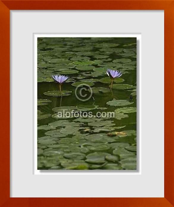fotos de flor de loto