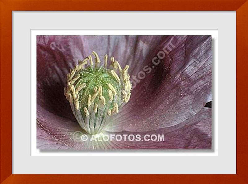fotos de flor del opio