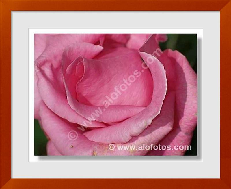 fotos de flor rosa
