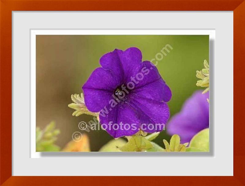 fotos de flor violeta