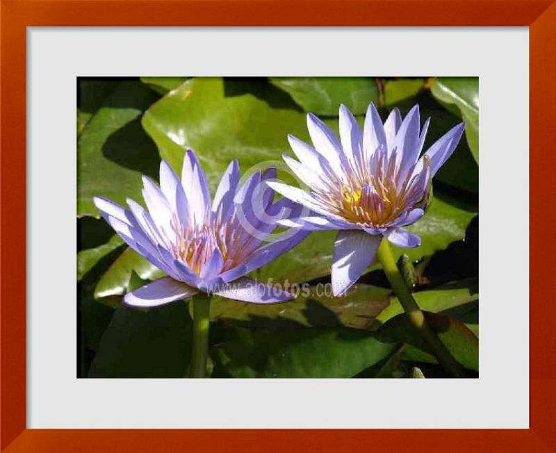 fotos de flores de loto