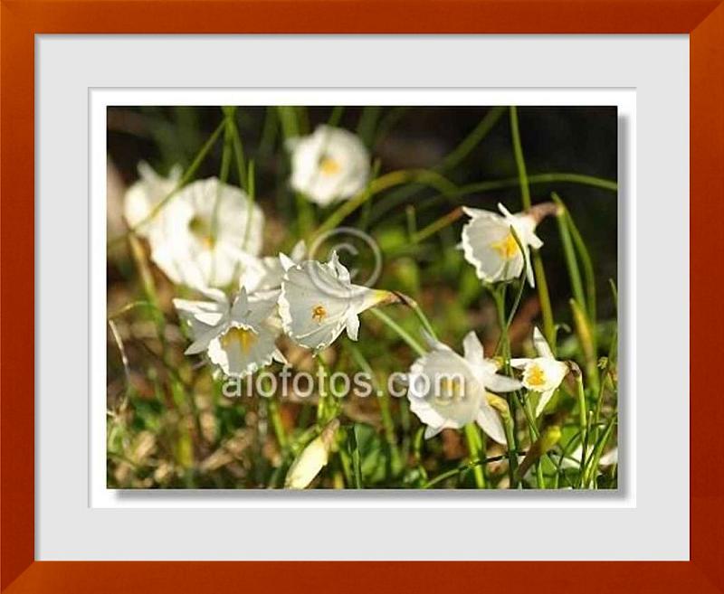 fotos de flores de prados