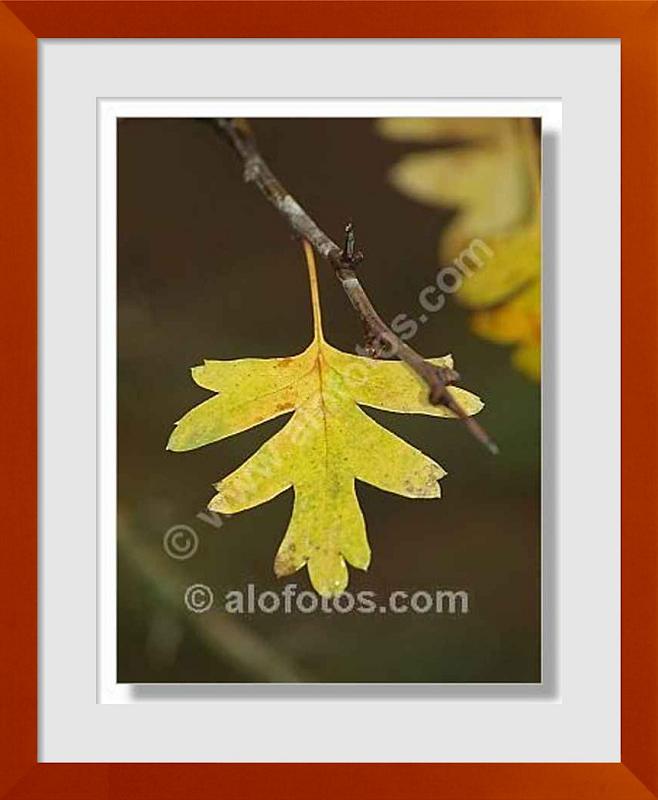 fotos de hojas amarillas