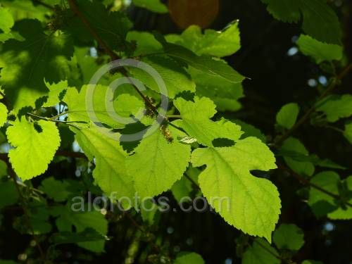fotos de hojas lobuladas