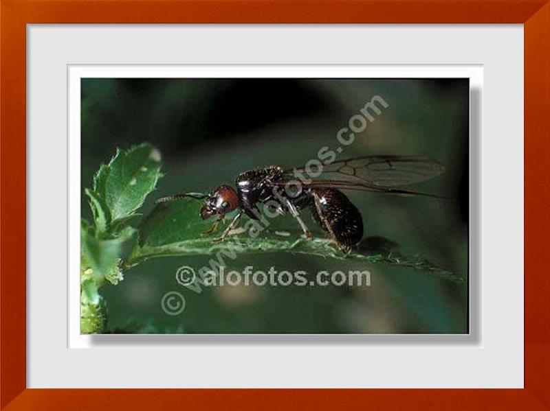 fotos de hormiga