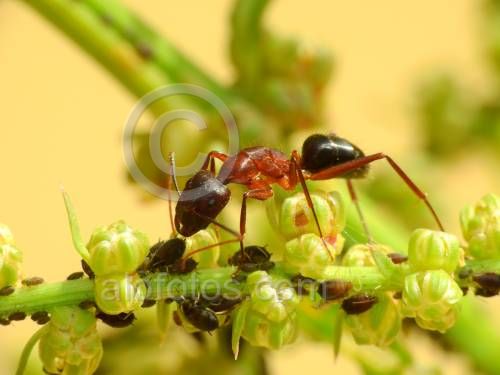 insectos beneficiosos. Hormiga