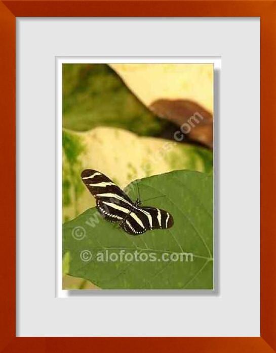 fotos de insectos de Costa Rica