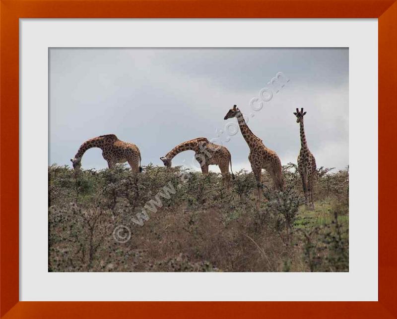 fotos de jirafas