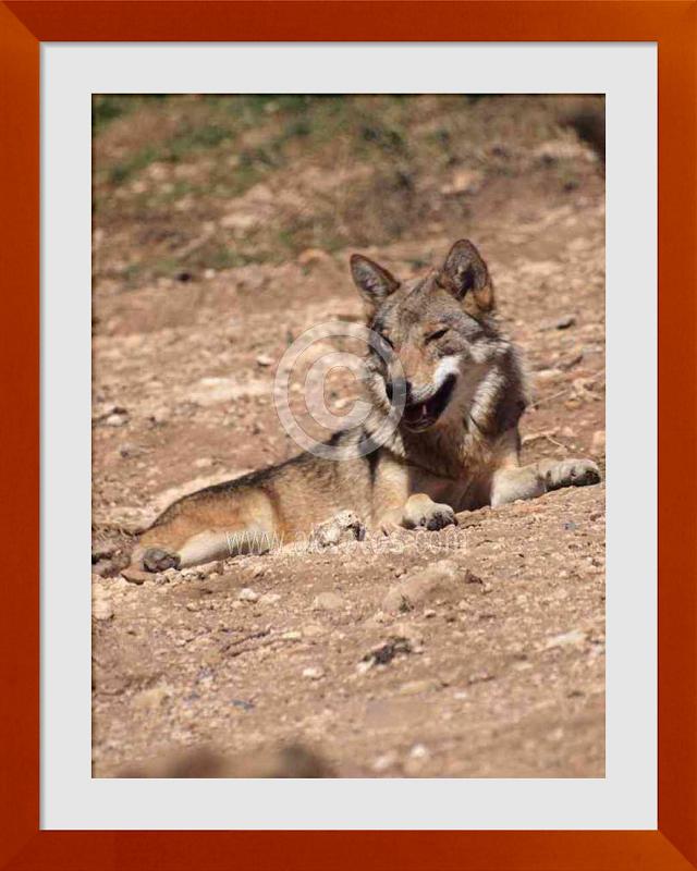 fotos de lobos ibericos