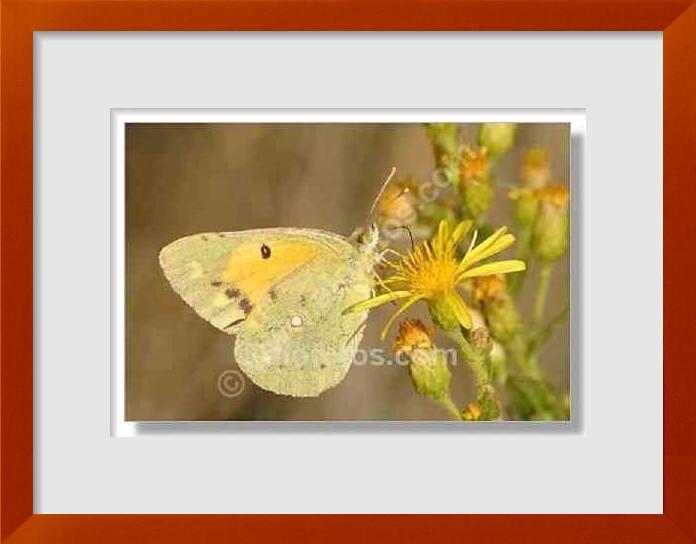 fotos de mariposa amarilla