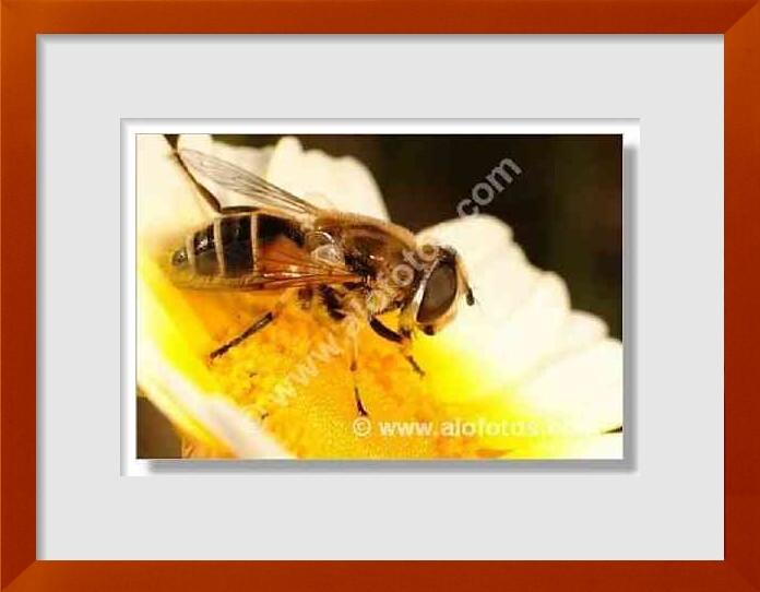 fotos de mosca abejorro