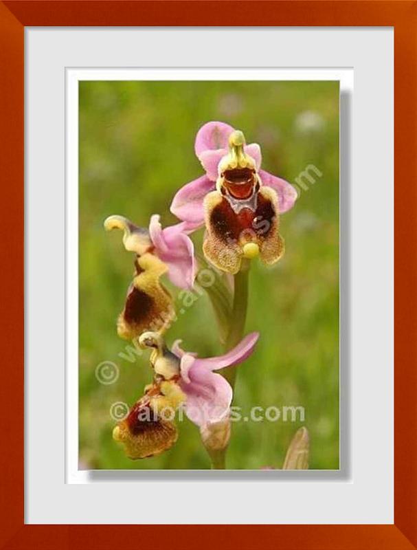 fotos de ophrys tenthredinifera