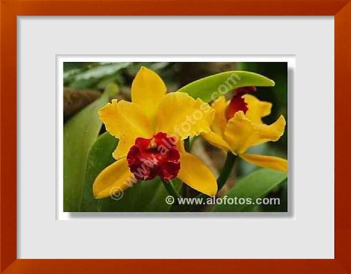 fotos de orquidaceae