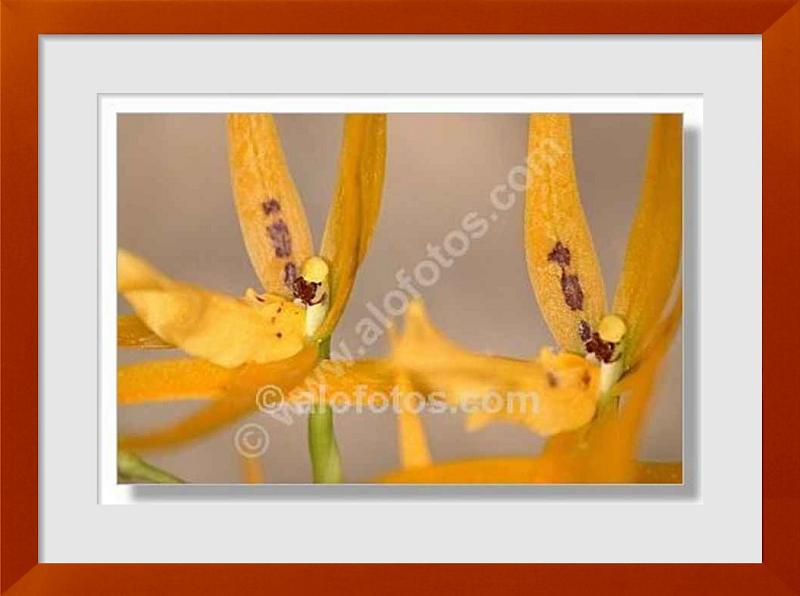 fotos de orquideas amarillas