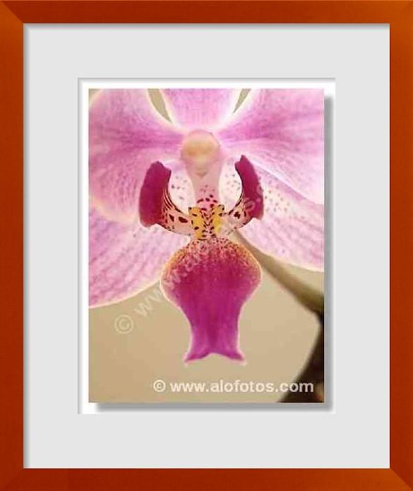 fotos de orquideas cultivadas