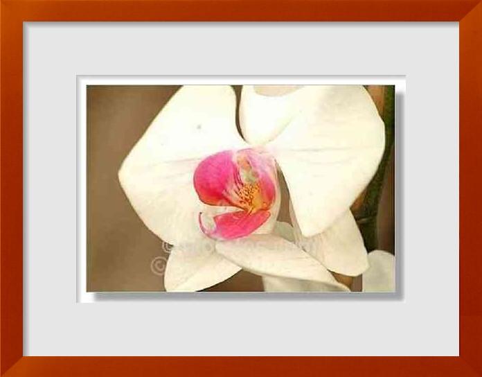 fotos de orquideas mariposas