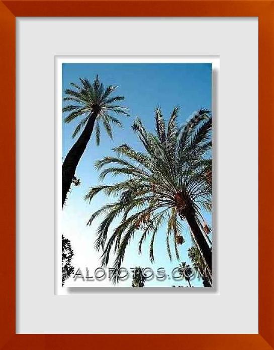 fotos de palmaceae