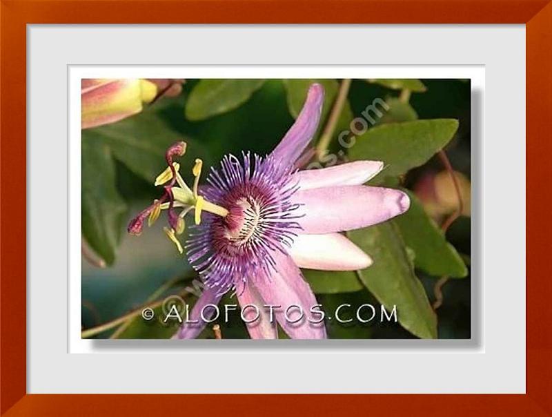 fotos de passifloraceae