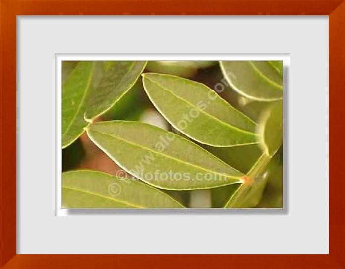 fotos de pistacia lentiscus