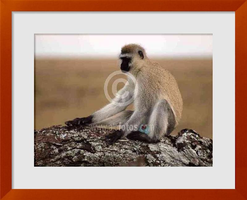 fotos de primate