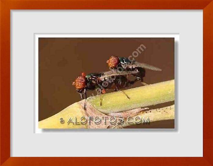 fotos de reproduccion en moscas