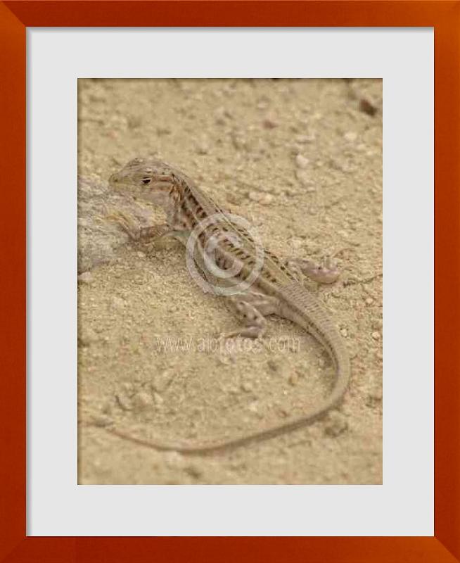fotos de reptiles ibericos