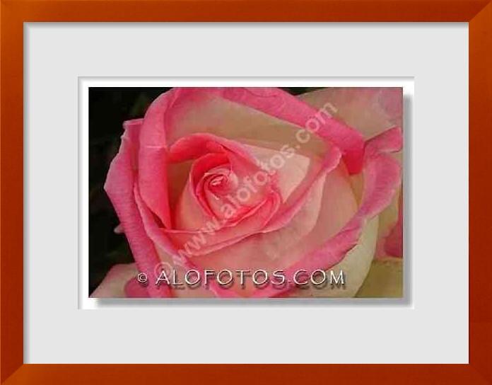 fotos de rosa cultivada