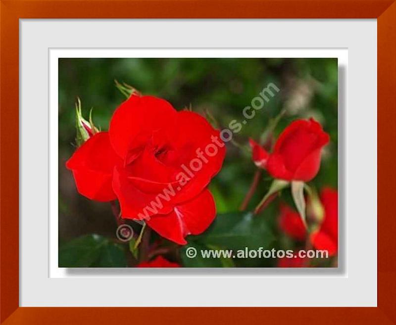 fotos de rosas rojas