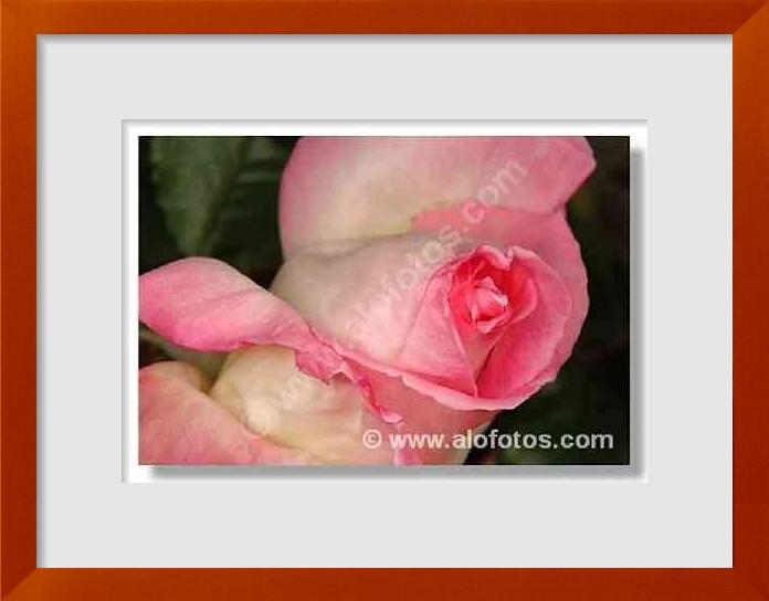 fotos de rosas rosas
