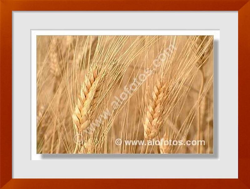 fotos de trigo