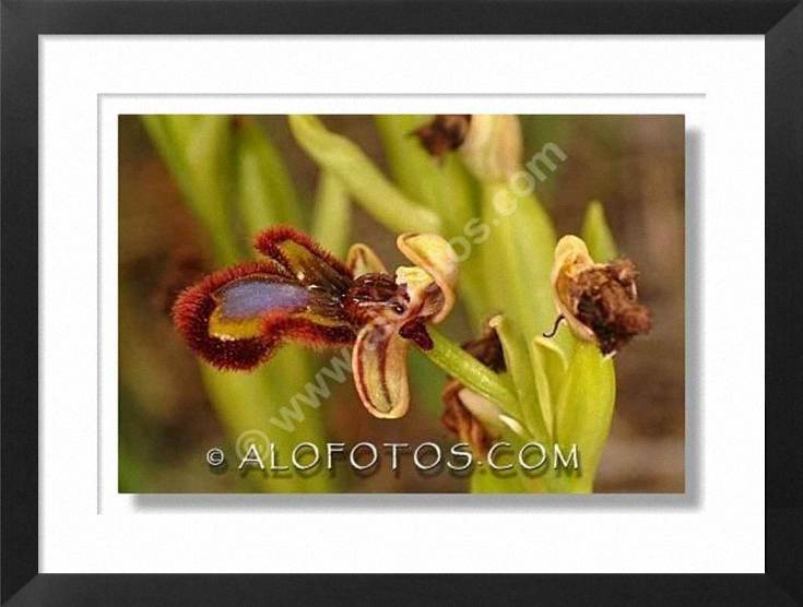 orquidea silvestre