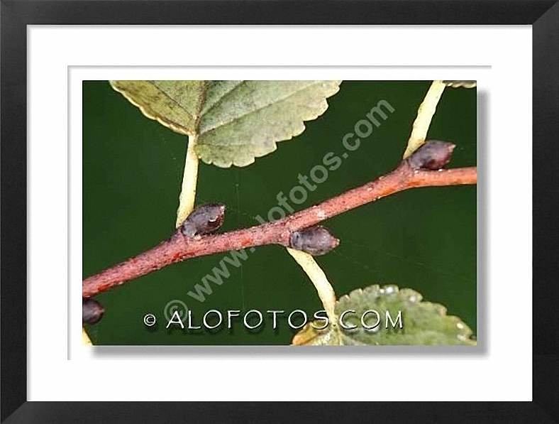 Hojas de zarzamora, Rubus fruticosus