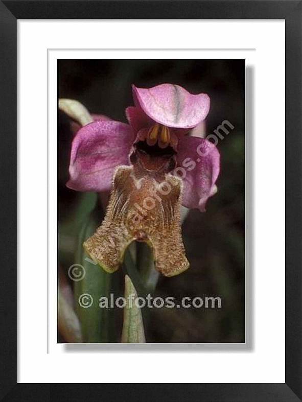 Orquidea silvestre, ophrys apifera