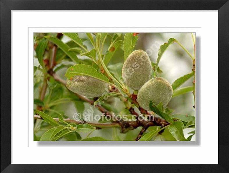 Prunus amygdalus, almendro dulce, almendras