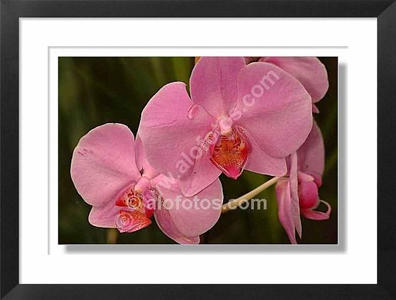 Flores, orquideas