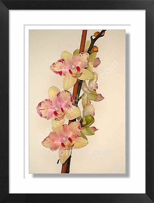 flores orquideas