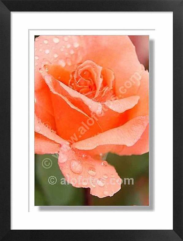 flor rosa rosa