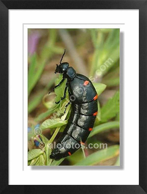 insecto, escarabajo