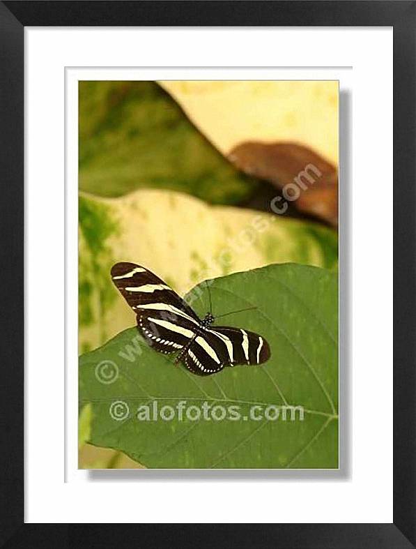 heliconius charitonius, mariposa
