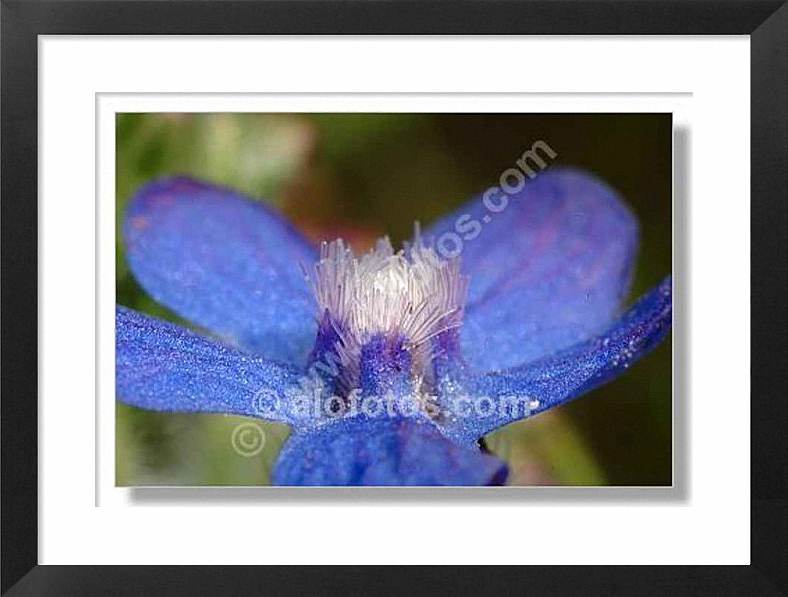 flor azul, anchusa azurea