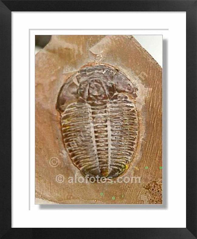trolobites, fosil