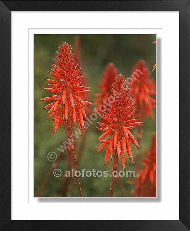 flores rojas, Aloe arborescens