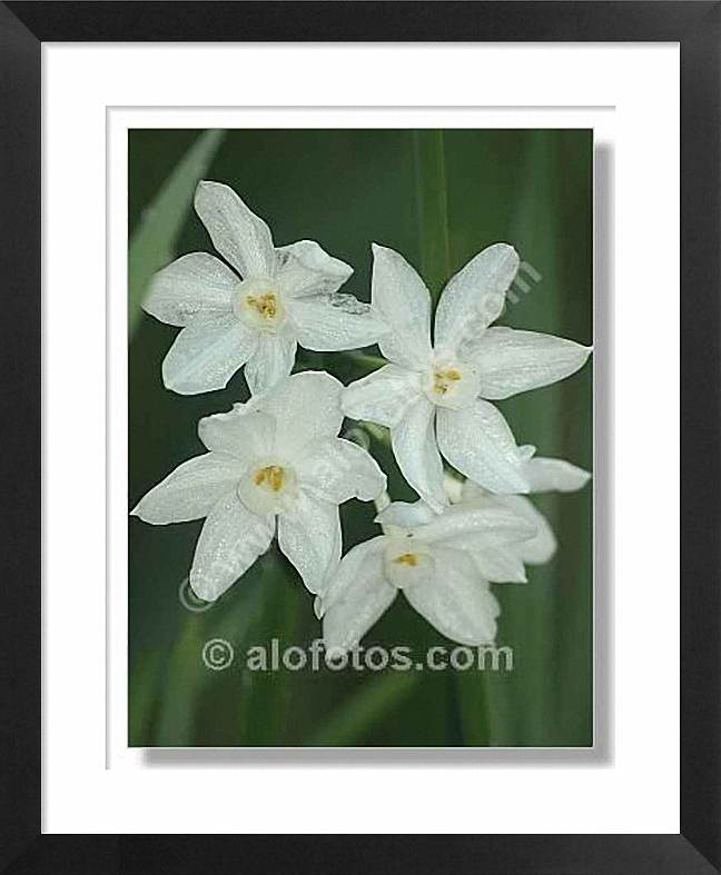flores blancas, Hymenocallis narcissifolia
