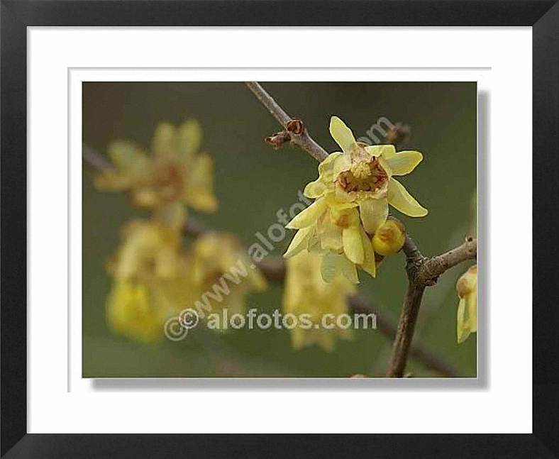 flores amarillas, Chimonanthus praecox